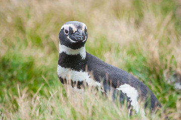 Image showing Front view of penguin in high grass on meadow