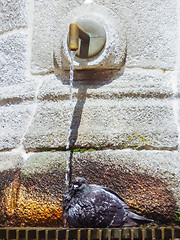 Image showing Pigeon on fountain