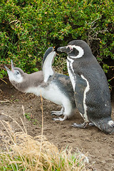 Image showing Two penguins standing on ground in Chile