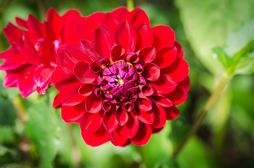 Image showing one red dahlia