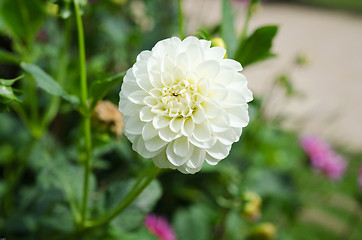 Image showing one lovely white dahlia