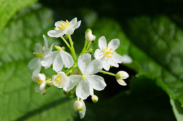 Image showing Diphylleia Cymosa