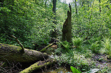 Image showing forest