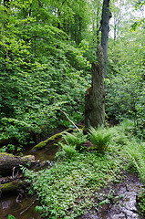 Image showing Old forest