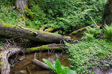 Image showing Old forest