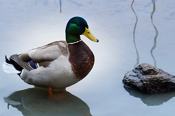 Image showing mallard