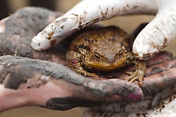 Image showing Toad in hand