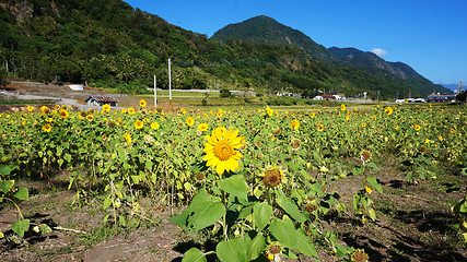 Image showing Sunflower field with sunny summer sky