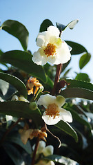 Image showing Beautiful white flower with green tea leafs