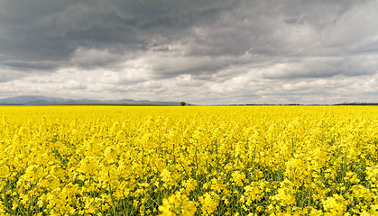 Image showing Colza field