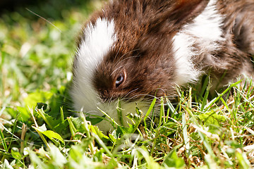 Image showing Cute bunny