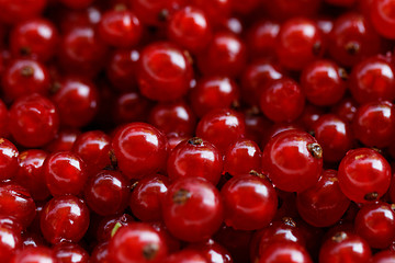 Image showing Background red currants