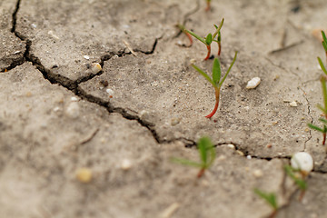 Image showing Saline soil