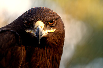 Image showing The Steppe Eagle