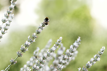 Image showing White lavender flowers