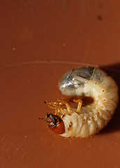 Image showing May beetle larvae - Melolontha melolontha