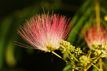 Image showing Flowers of acacia