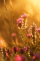 Image showing Meadow at sunset