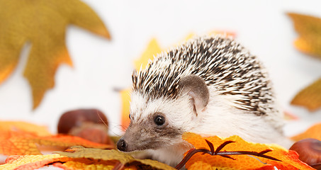 Image showing African white- bellied hedgehog