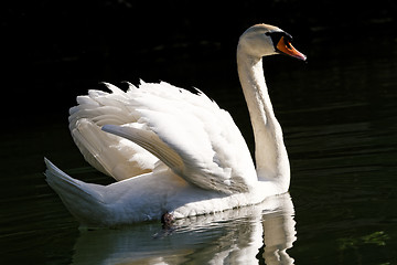 Image showing Beautiful swan 