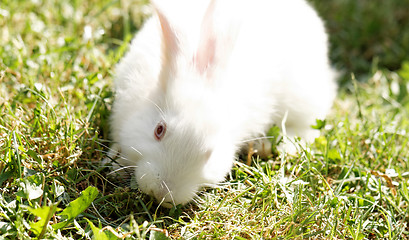 Image showing White bunny