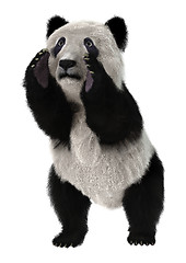 Image showing Panda Bear