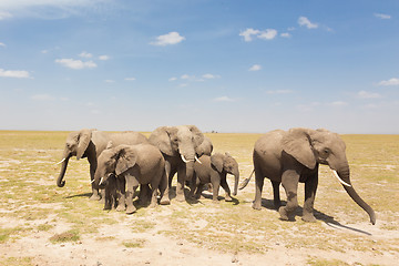 Image showing Loxodonta africana, African bush elephant.