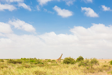 Image showing Giraffe in african wilderness.
