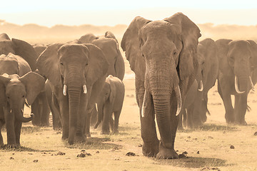 Image showing Loxodonta africana, African bush elephant.