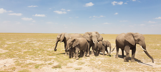 Image showing Loxodonta africana, African bush elephant.