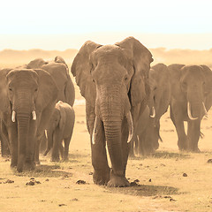 Image showing Loxodonta africana, African bush elephant.
