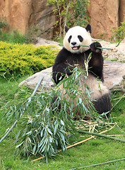 Image showing Giant panda eating bamboo leaf