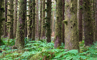 Image showing Hoh Rainforest Spruce Hemlock Cedar Trees Fern Groundcover