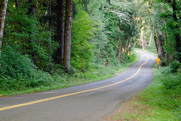 Image showing Two Lane Road Cuts Through Dense Tree Canopy Hoh Rainforest