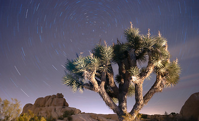 Image showing North Star Trails Long Exposure Astronomy Joshua Tree Night Sky