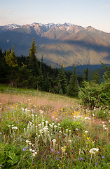 Image showing Early Morning Light Wildflower Meadow Olympic Mountains Hurrican