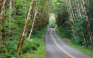 Image showing Two Lane Road Cuts Through Dense Tree Canopy Hoh Rainforest