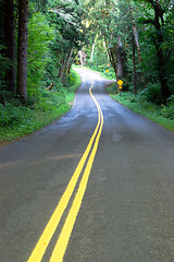 Image showing Curvy Scenic Byway Highway Meanders Through Hoh Rainforest