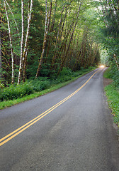 Image showing Asphalt Road into Hoh Rain Forest Olympic National Park