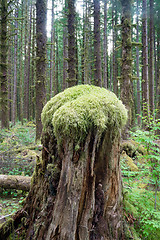 Image showing Hoh Rainforest Spruce Hemlock Cedar Trees Fern Groundcover