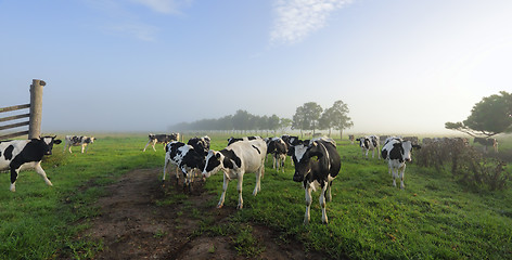 Image showing Foggy morning Brundee dairy pastures