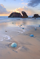 Image showing Watongo Rocks and blue Jelly Blubber jellyfish