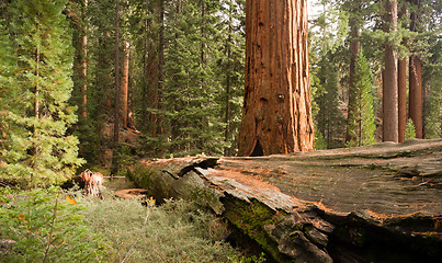 Image showing Fallen Forest Giant Sequoia Tree National Park California