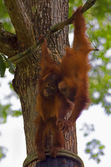 Image showing Borneo Orangutans