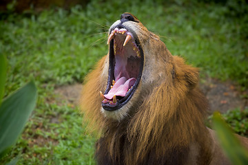 Image showing Lion portrait