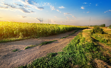 Image showing Blooming sunflowers