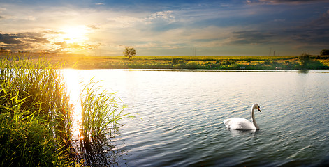 Image showing Swan at sunset