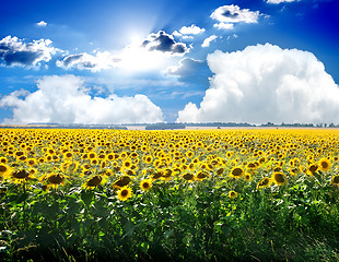Image showing Sunflowers and sky