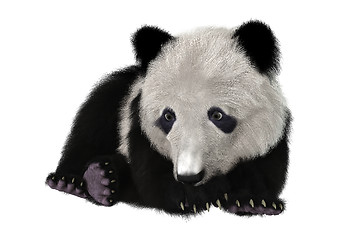 Image showing Panda Bear