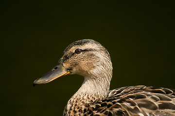 Image showing female mallard